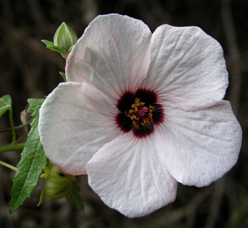Spearleaf Swampmallow