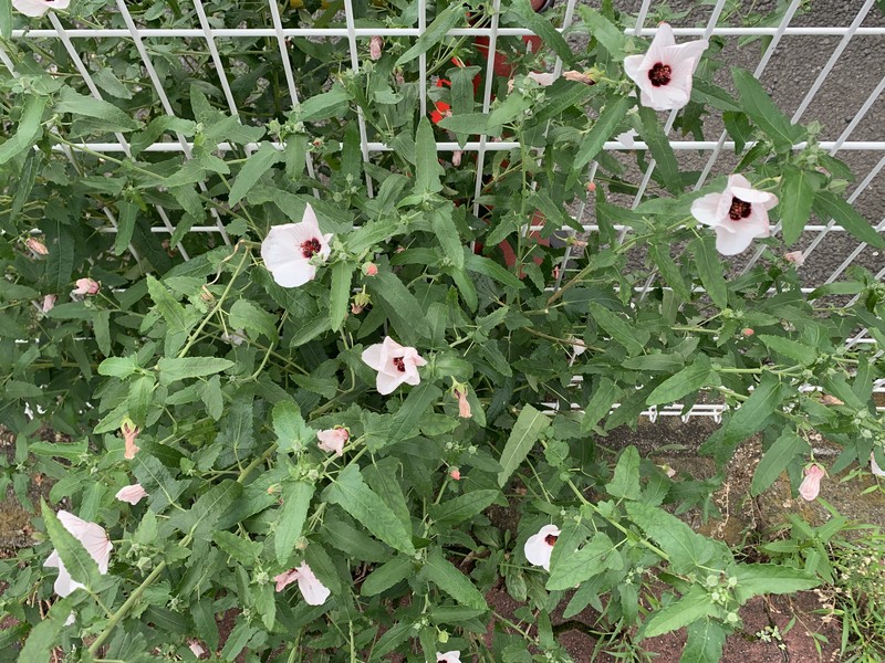Spearleaf Swampmallow photo 3