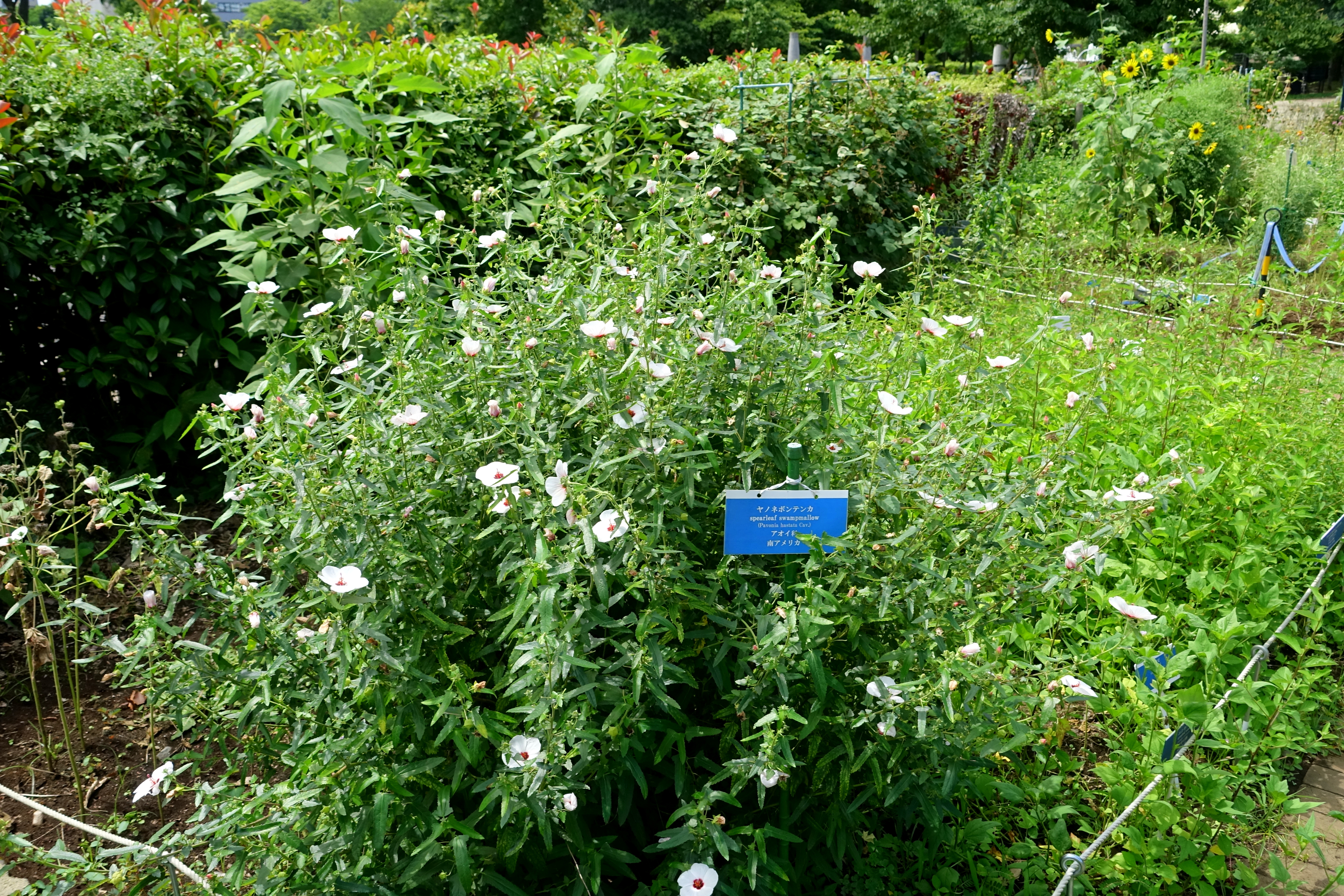 Spearleaf Swampmallow photo 7