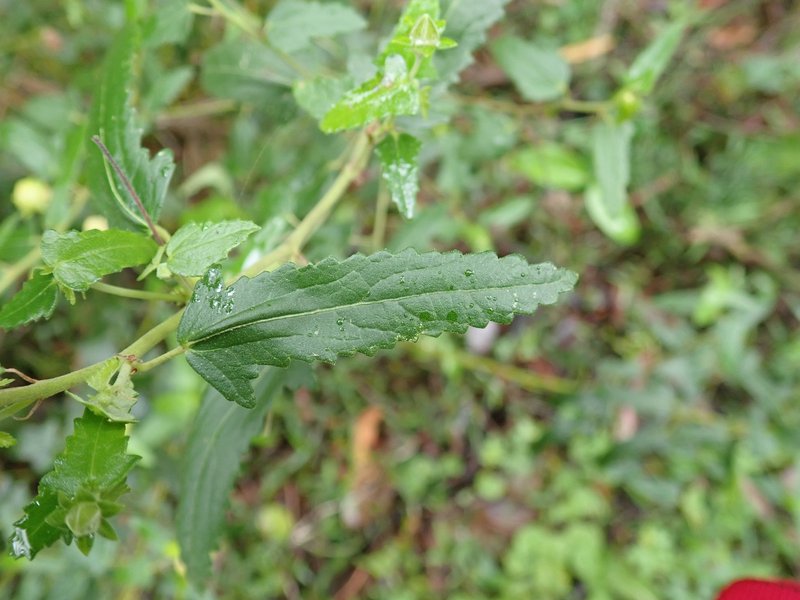 Spearleaf Swampmallow photo 8