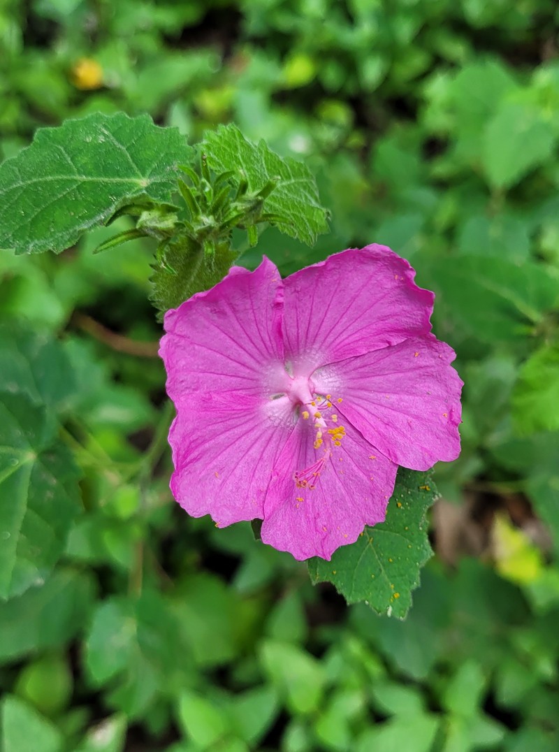 Texas Swampmallow