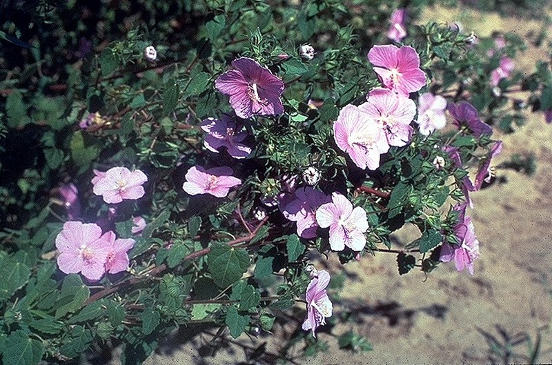 Texas Swampmallow photo 2