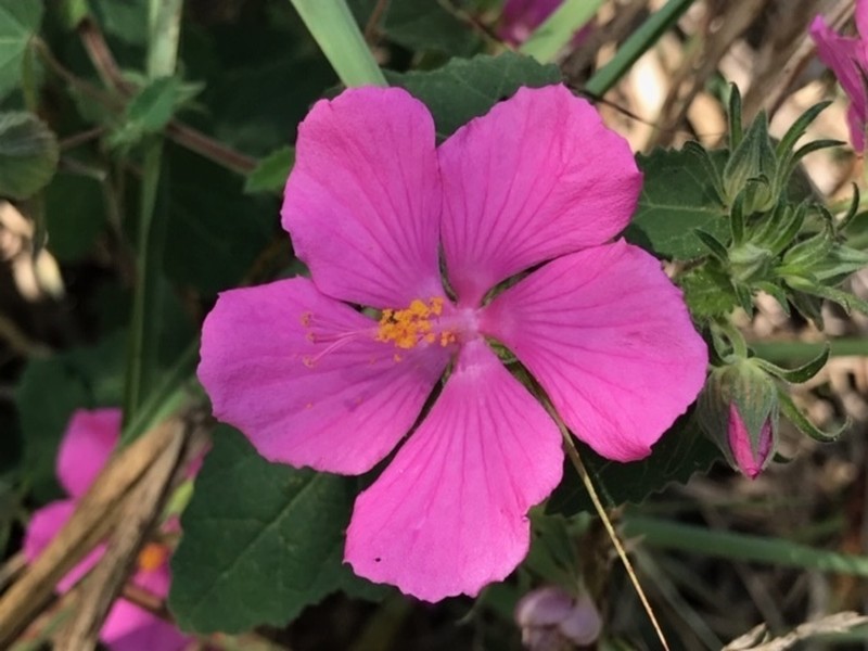 Texas Swampmallow photo 3