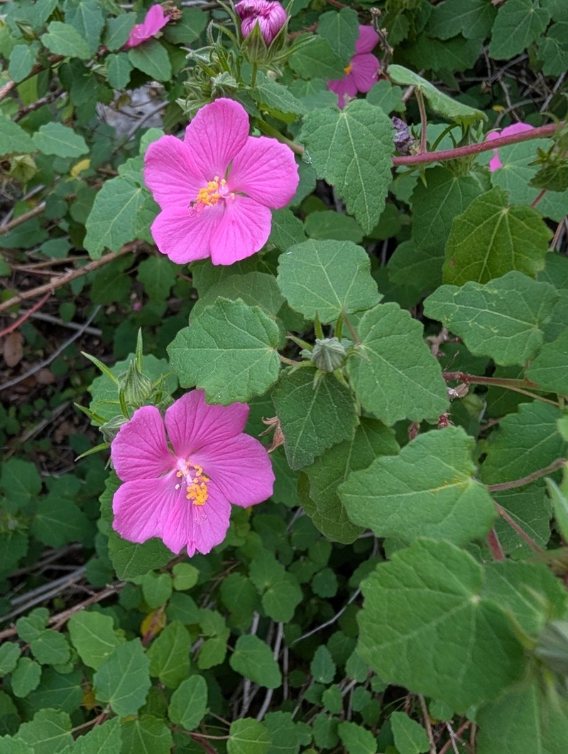 Texas Swampmallow photo 4