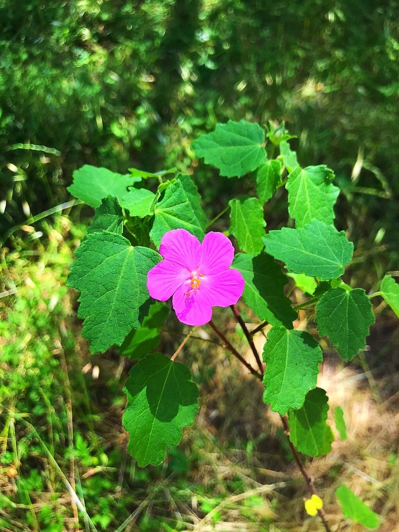 Texas Swampmallow photo 5