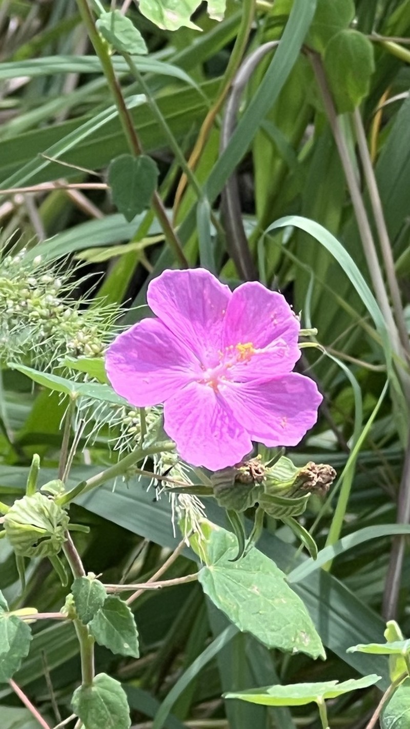 Texas Swampmallow photo 6