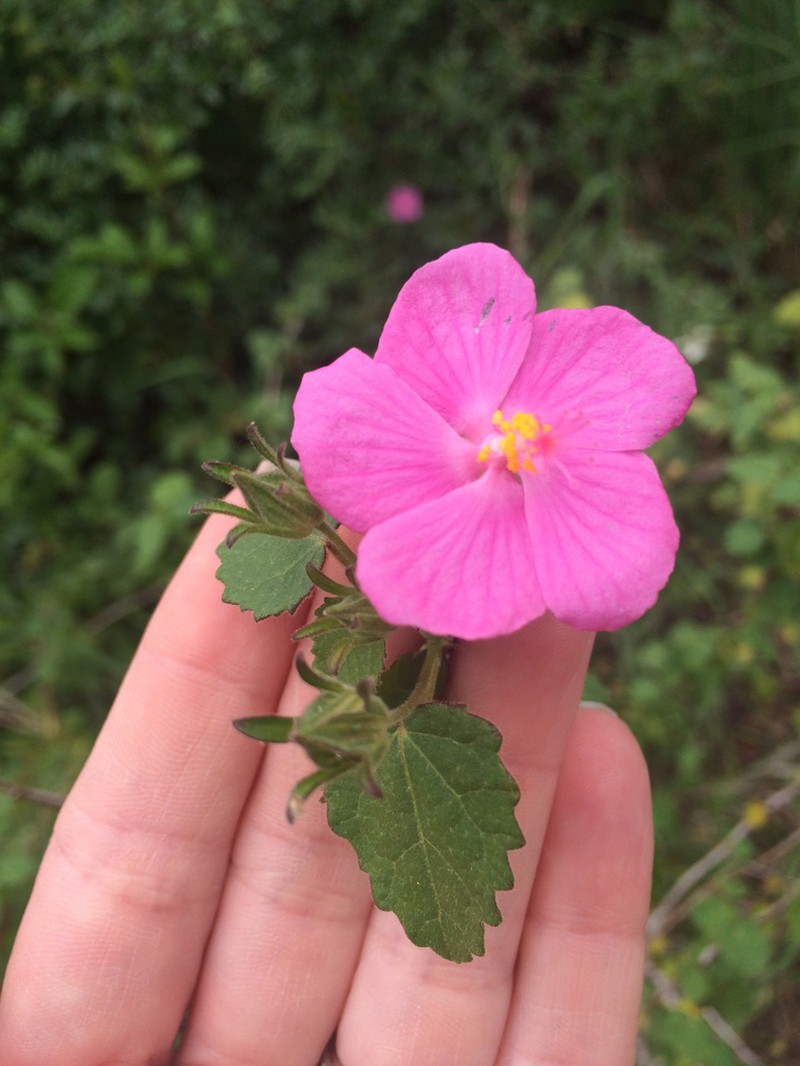 Texas Swampmallow photo 7