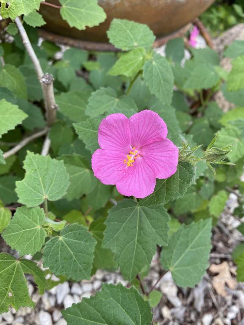 Texas Swampmallow photo 8