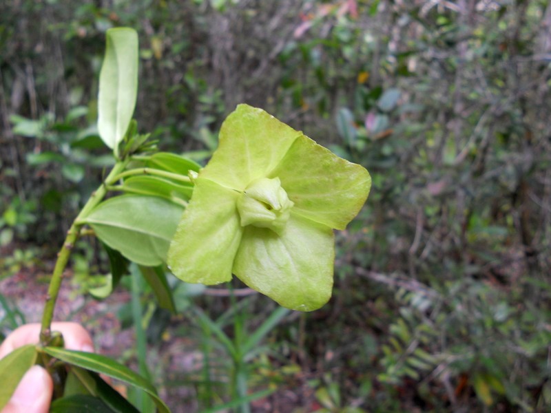 Pavonia macrobracteolata