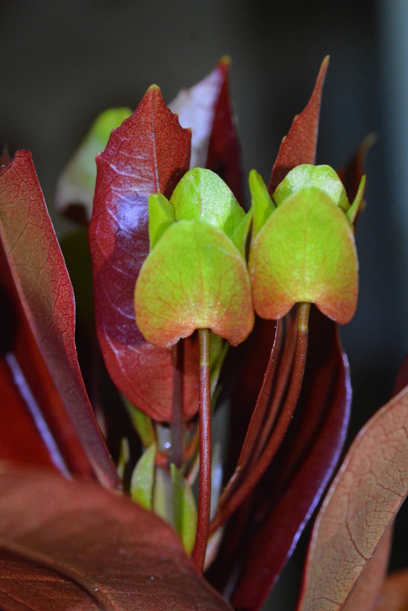 Pavonia macrobracteolata photo 2