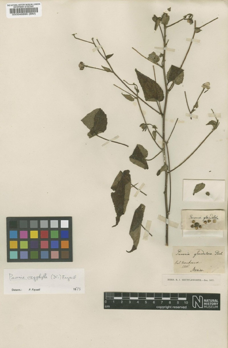 Pavonia oxyphylla var. oxyphylla
