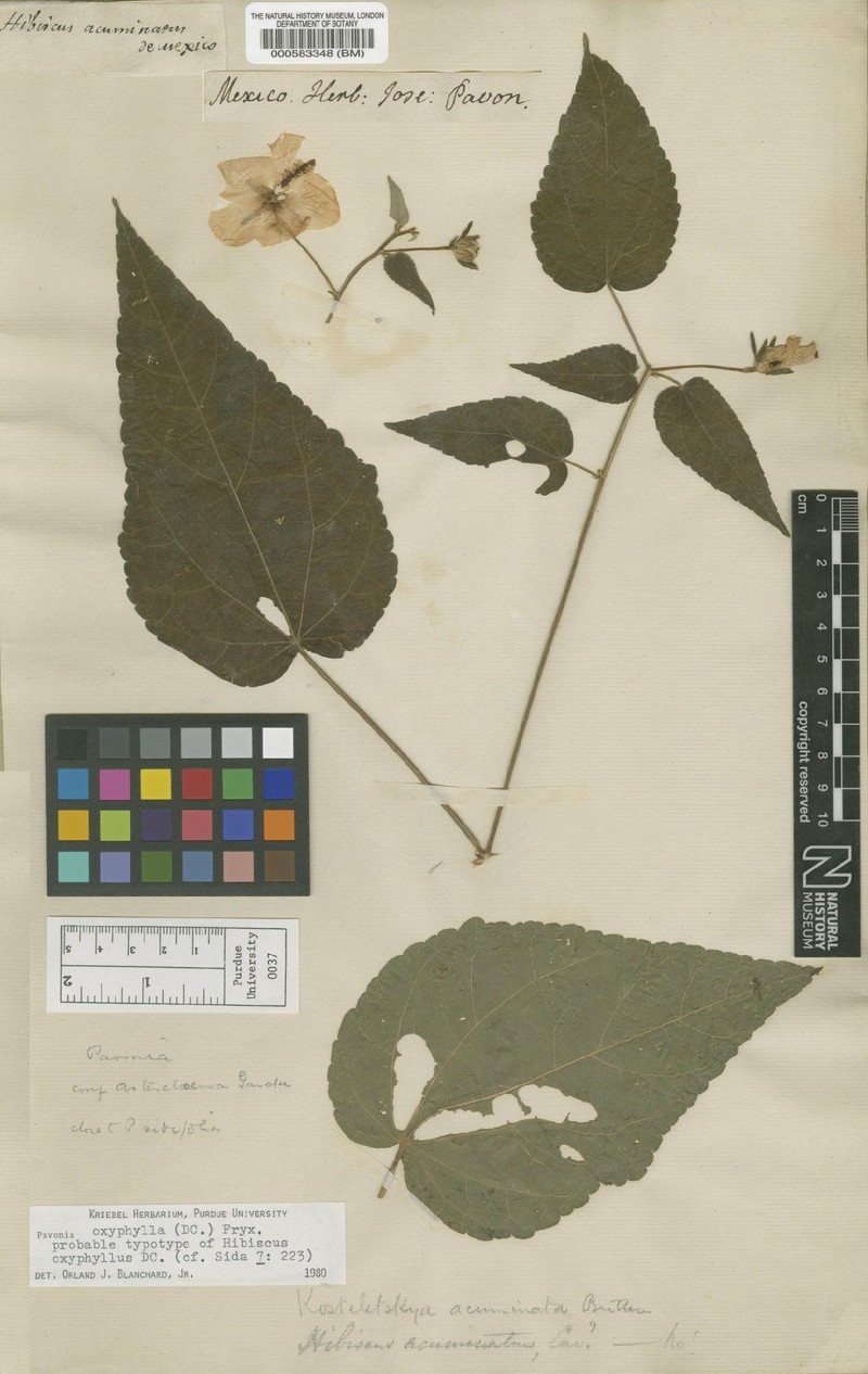 Pavonia oxyphylla var. oxyphylla photo 2