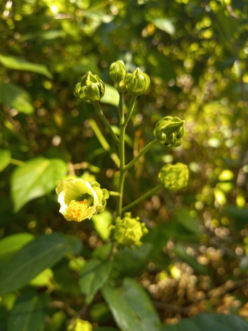 Swampbush photo 2