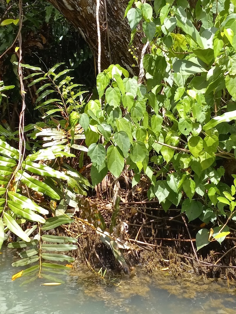 Swampbush photo 8