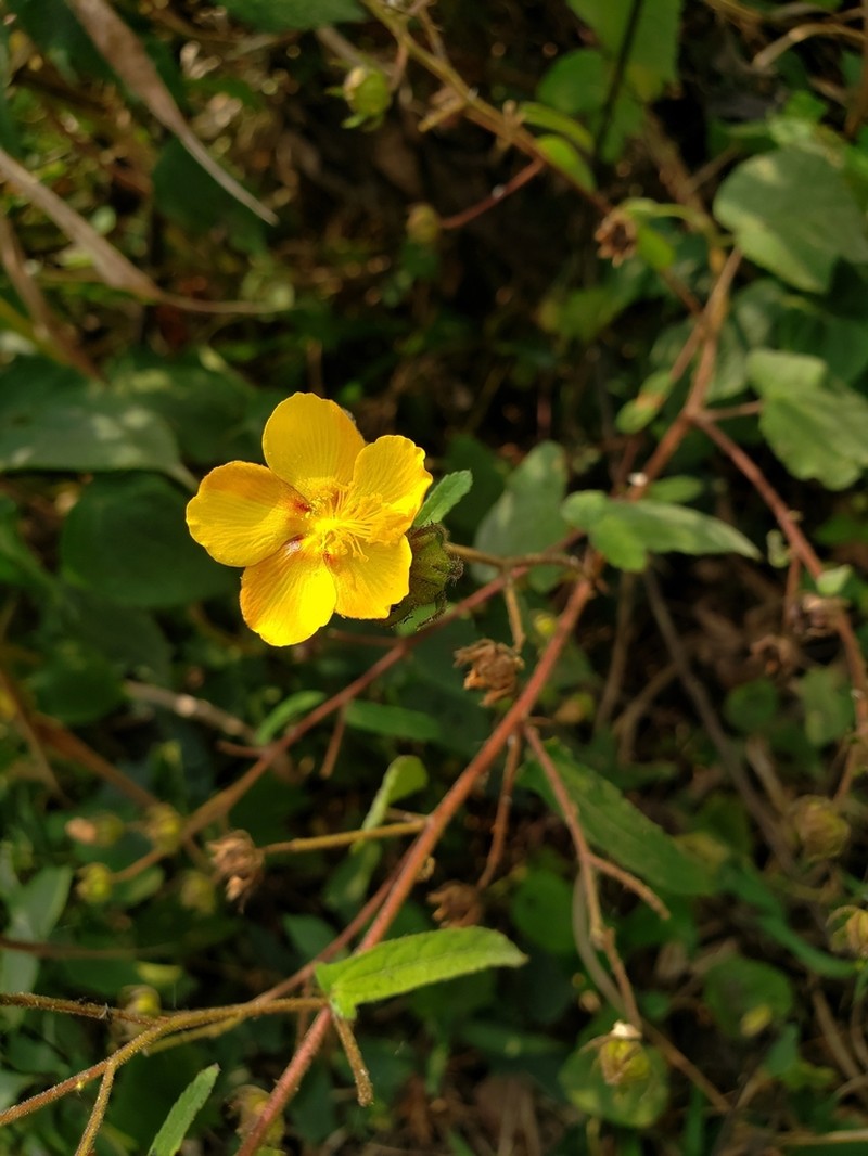 Cadillo Anaranjado photo 3