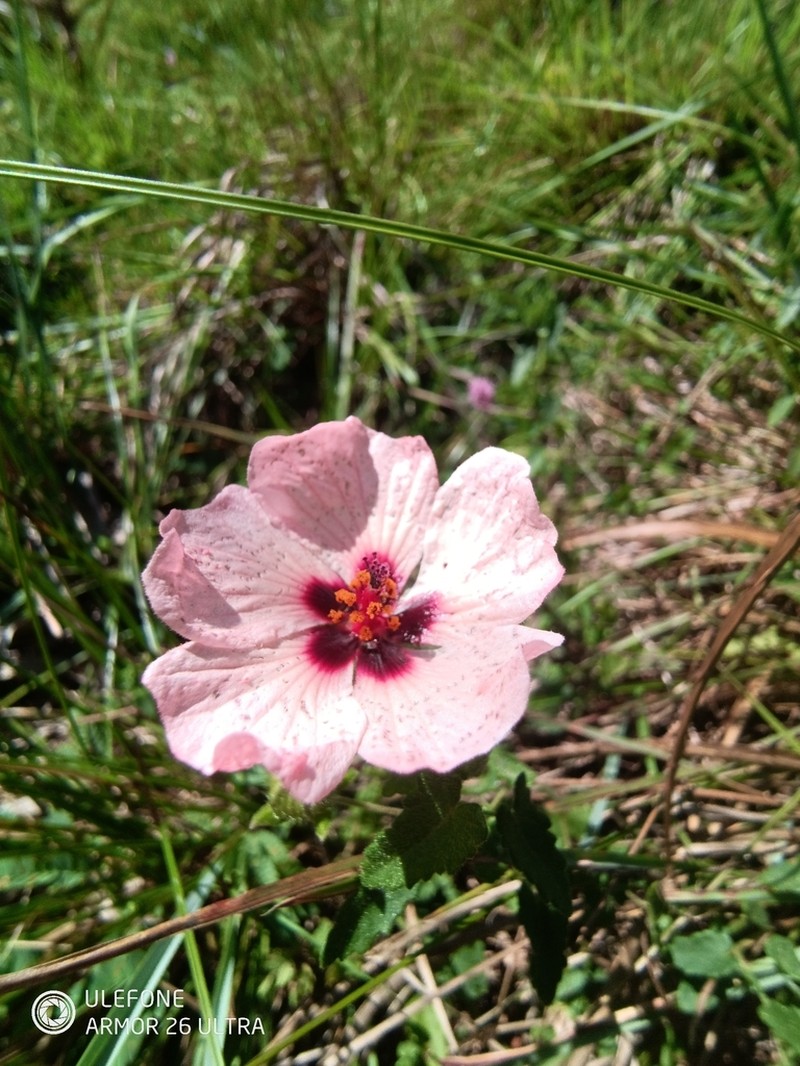 Pavonia salmonea