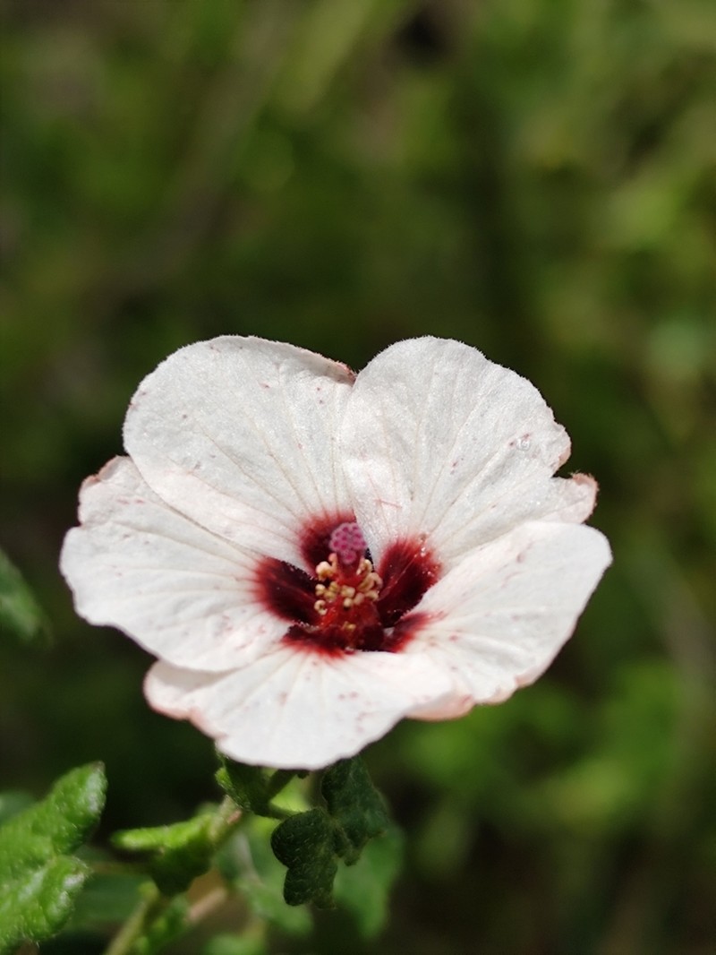 Pavonia salmonea photo 2