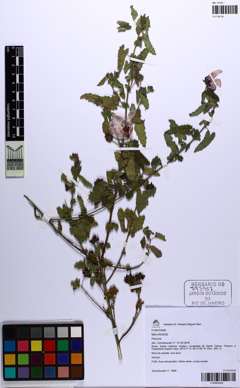 Pavonia salmonea photo 3