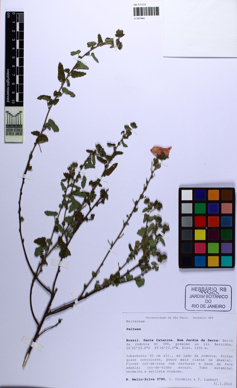 Pavonia salmonea photo 4