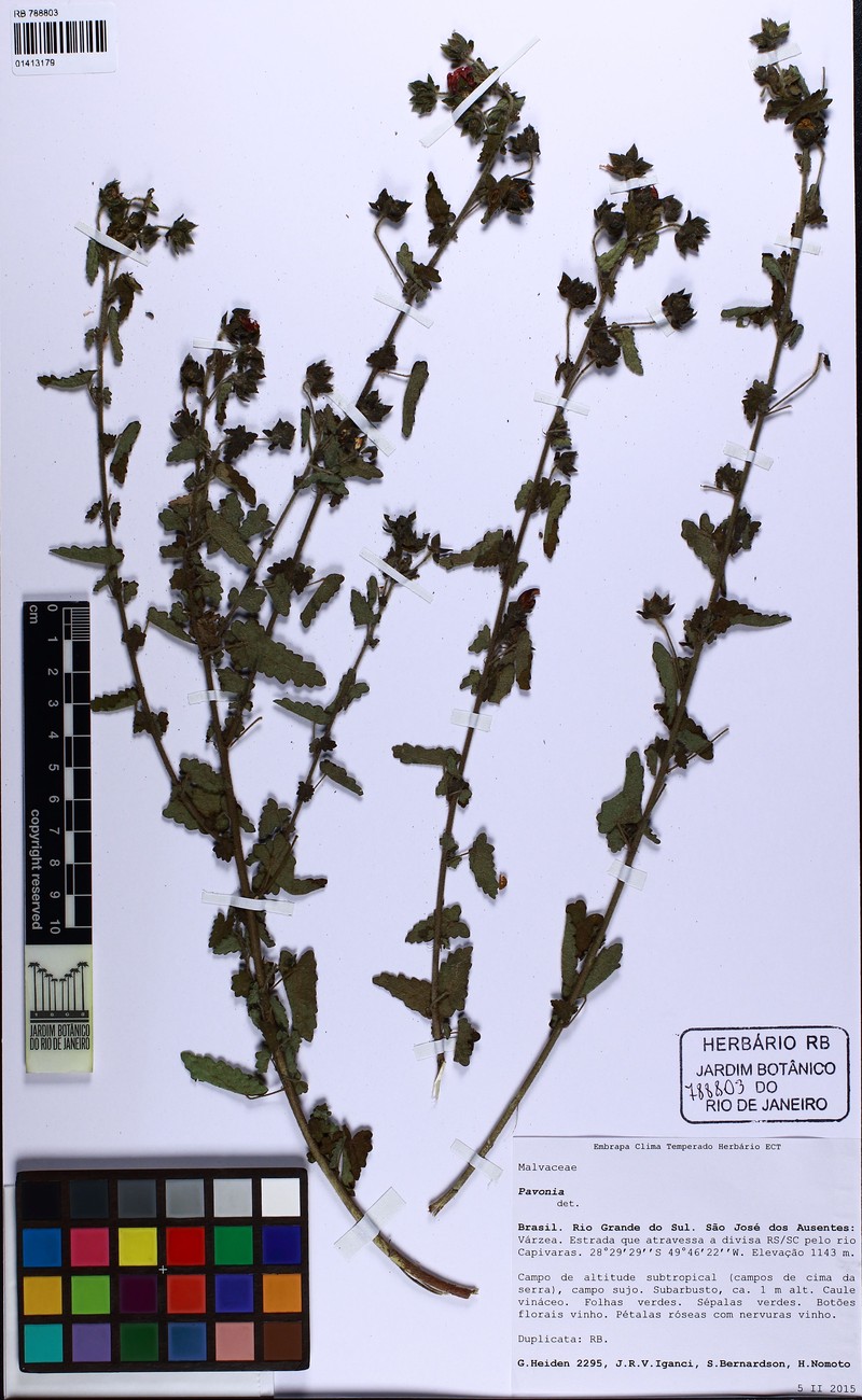 Pavonia salmonea photo 5