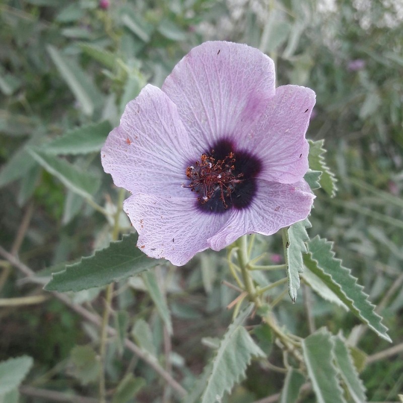 Pavonia secreta