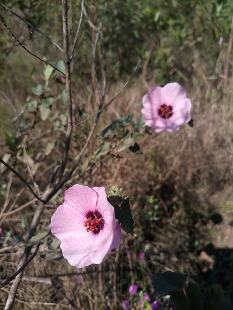 Pavonia secreta photo 2