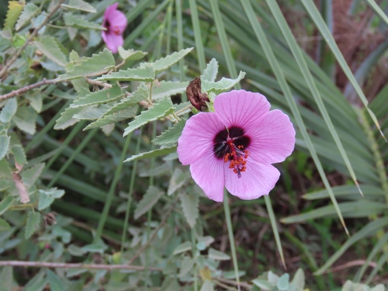 Pavonia secreta photo 5