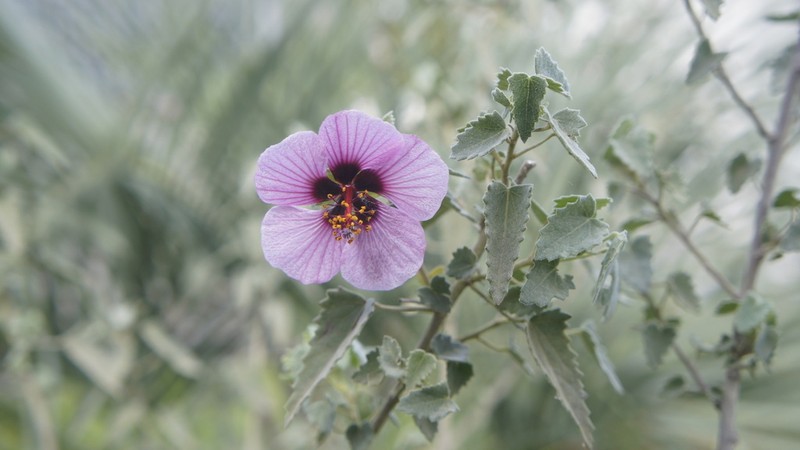 Pavonia secreta photo 6