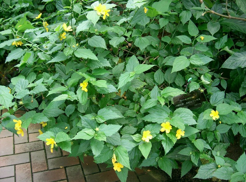 Gingerbush photo 2