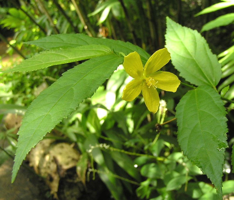 Gingerbush photo 3