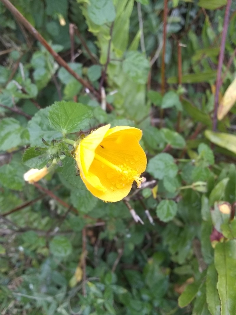 Gingerbush photo 2