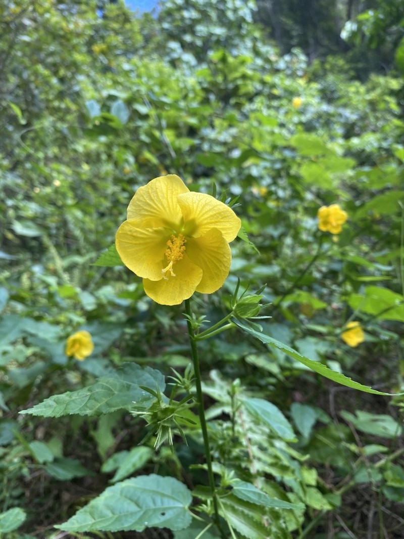 Gingerbush photo 4