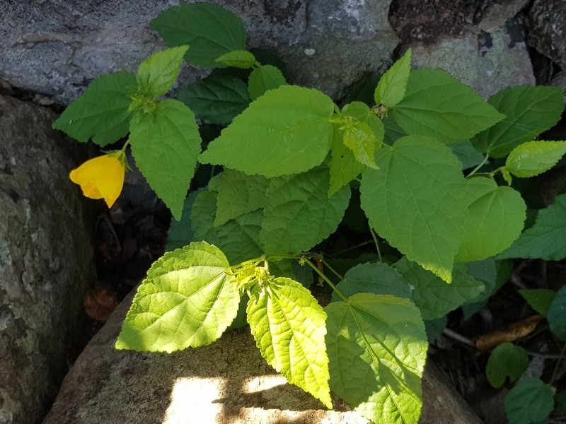 Gingerbush photo 5