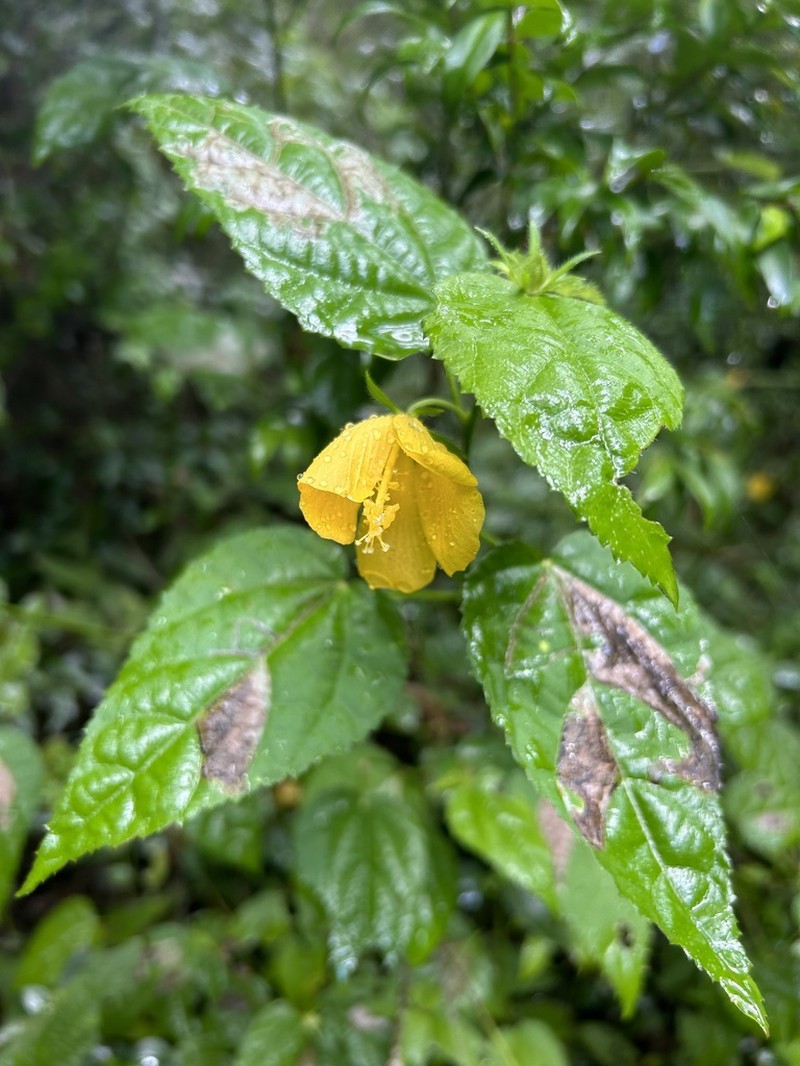 Gingerbush photo 7