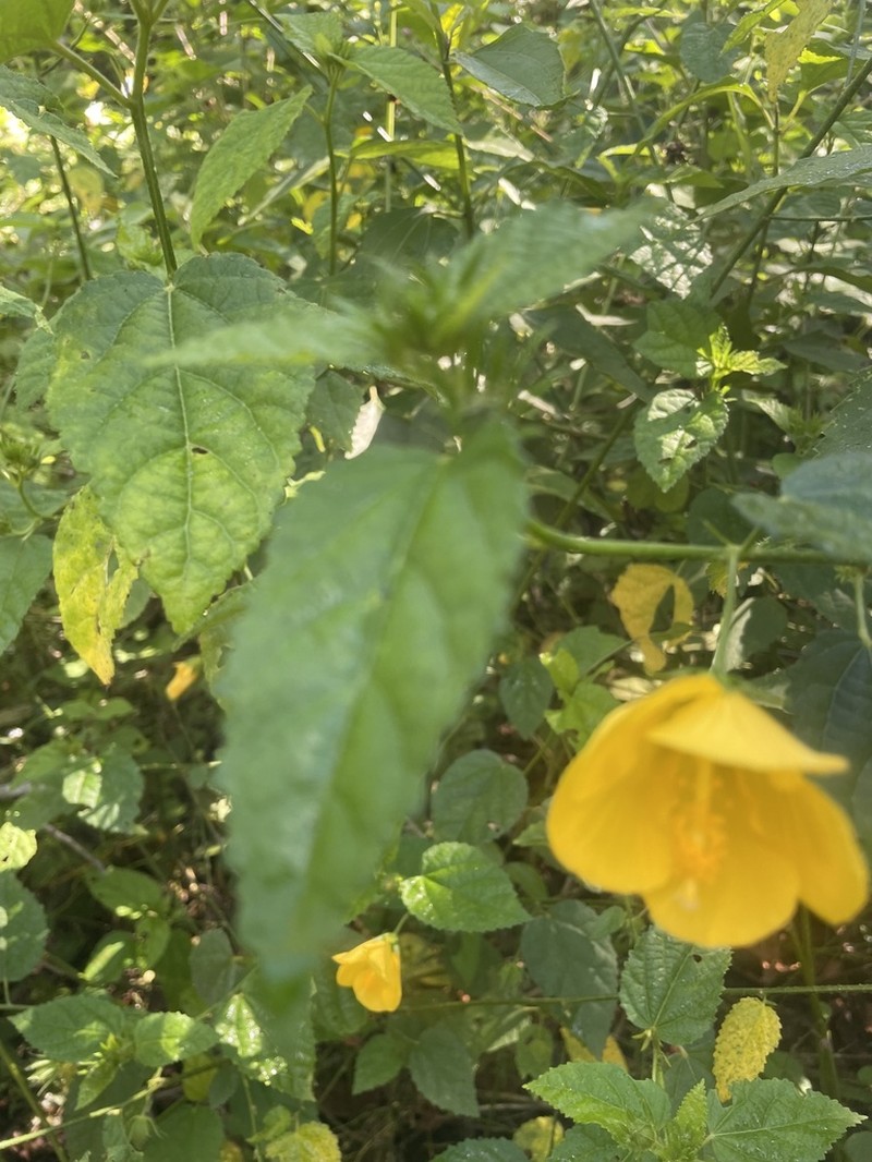 Gingerbush photo 8