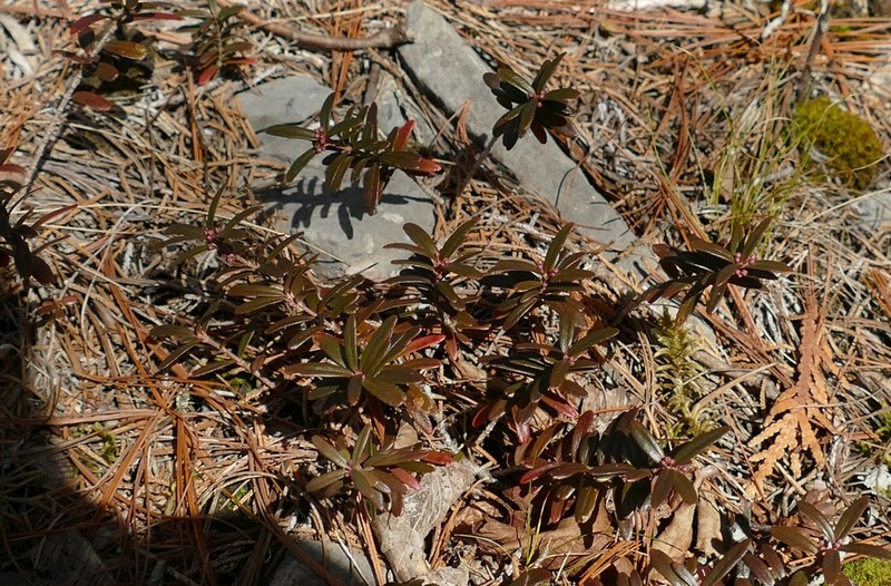 Canby's Mountain-Lover photo 6
