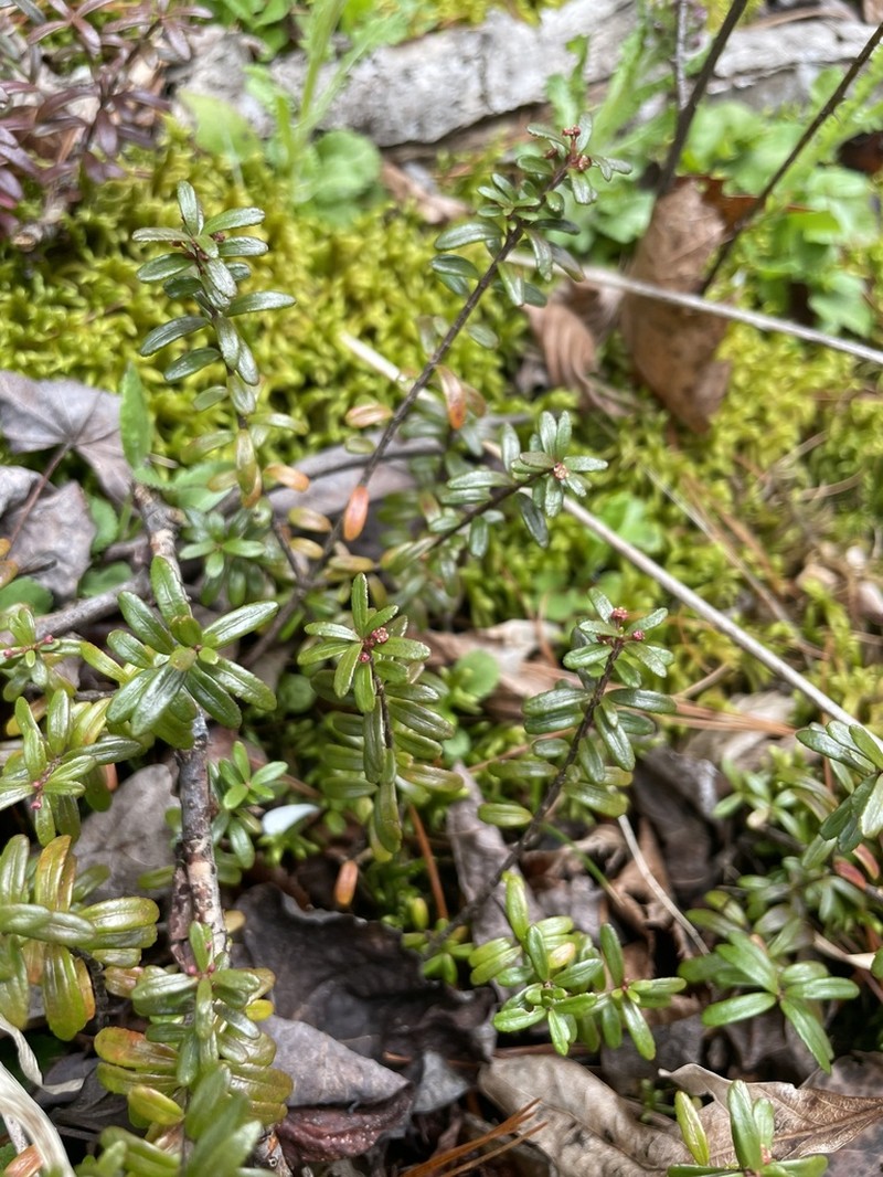 Canby's Mountain-Lover photo 8