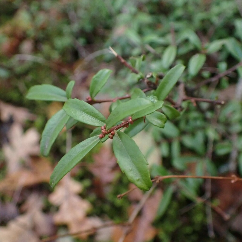 Oregon Boxleaf photo 6