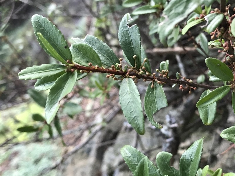 Oregon Boxleaf photo 7