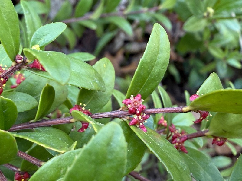 Oregon Boxleaf photo 8