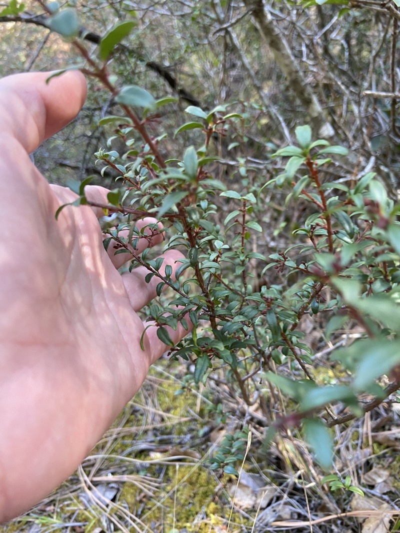 Paxistima myrsinites subsp. mexicana