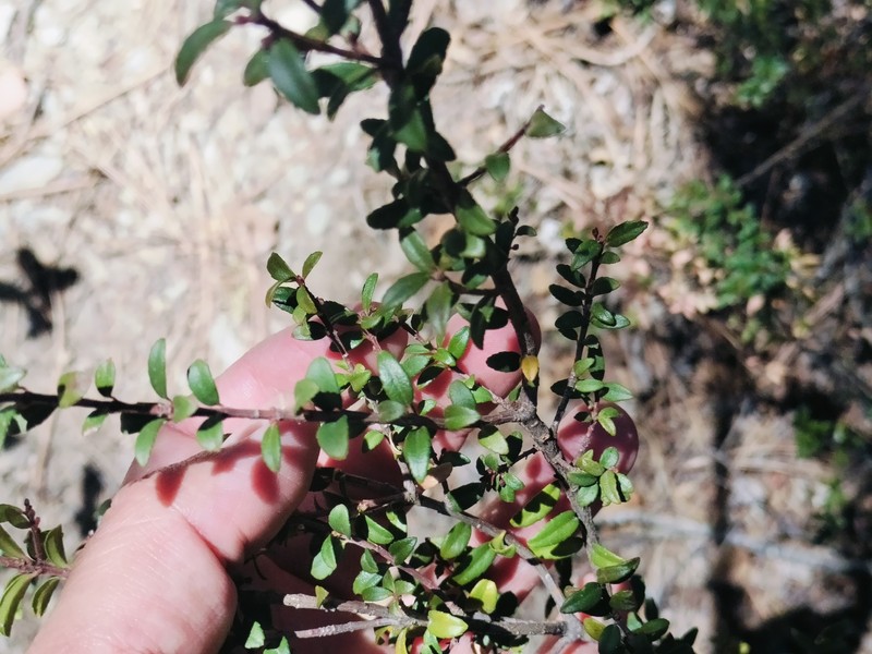 Paxistima myrsinites subsp. mexicana photo 2