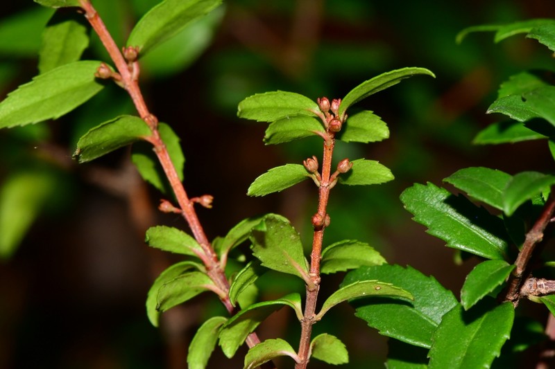 Paxistima myrsinites subsp. mexicana photo 3