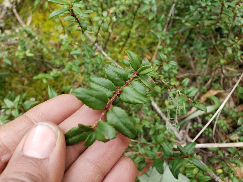 Paxistima myrsinites subsp. mexicana photo 4