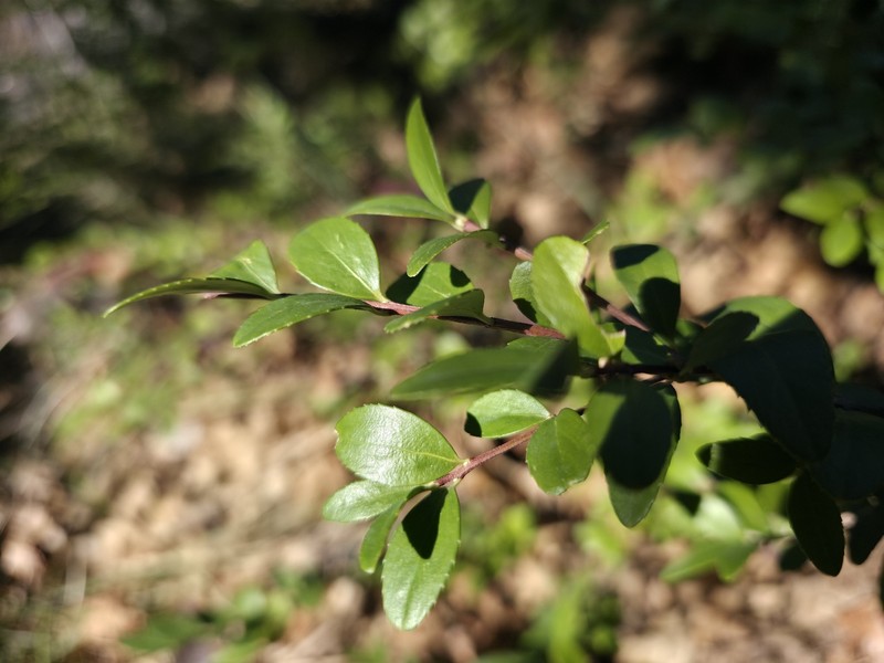 Paxistima myrsinites subsp. myrsinites