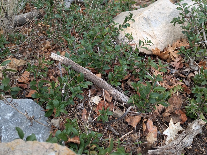 Paxistima myrsinites subsp. myrsinites photo 2
