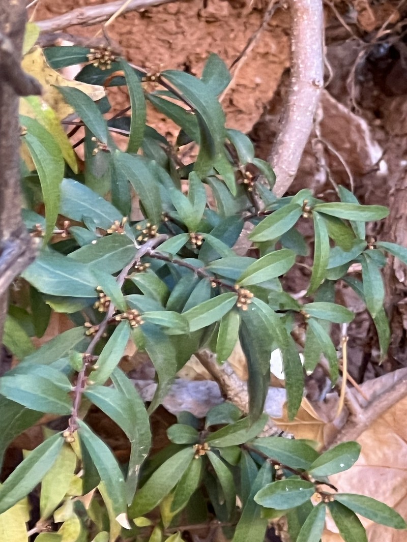 Paxistima myrsinites subsp. myrsinites photo 3