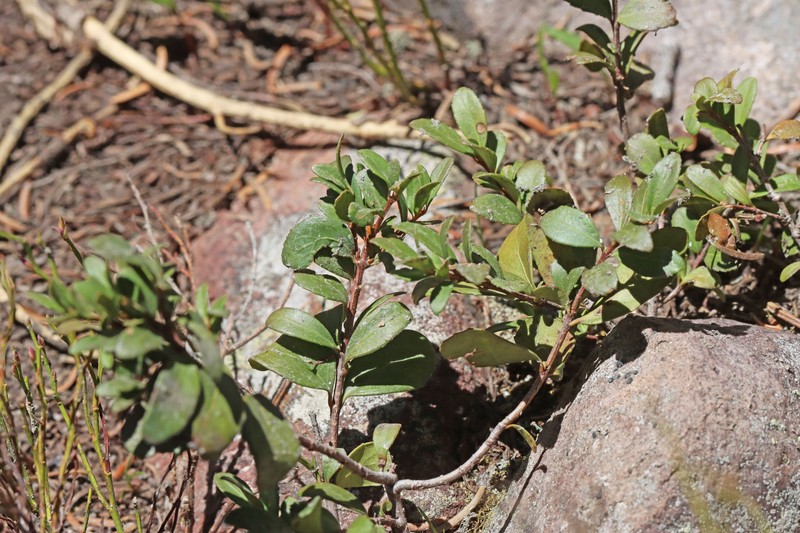 Paxistima myrsinites subsp. myrsinites photo 4