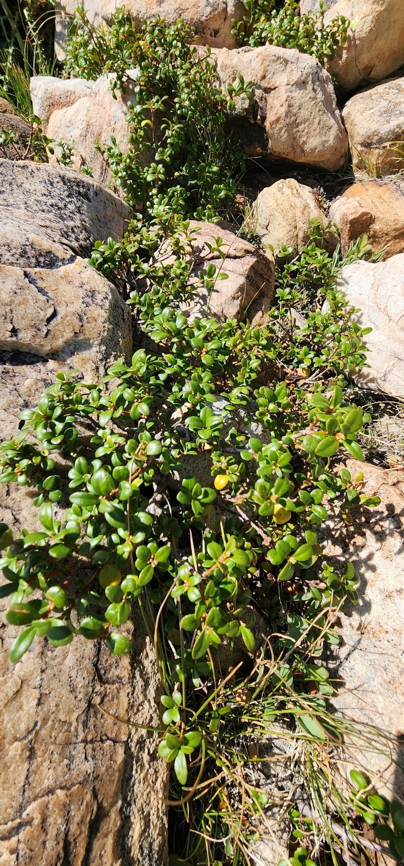 Paxistima myrsinites subsp. myrsinites photo 5