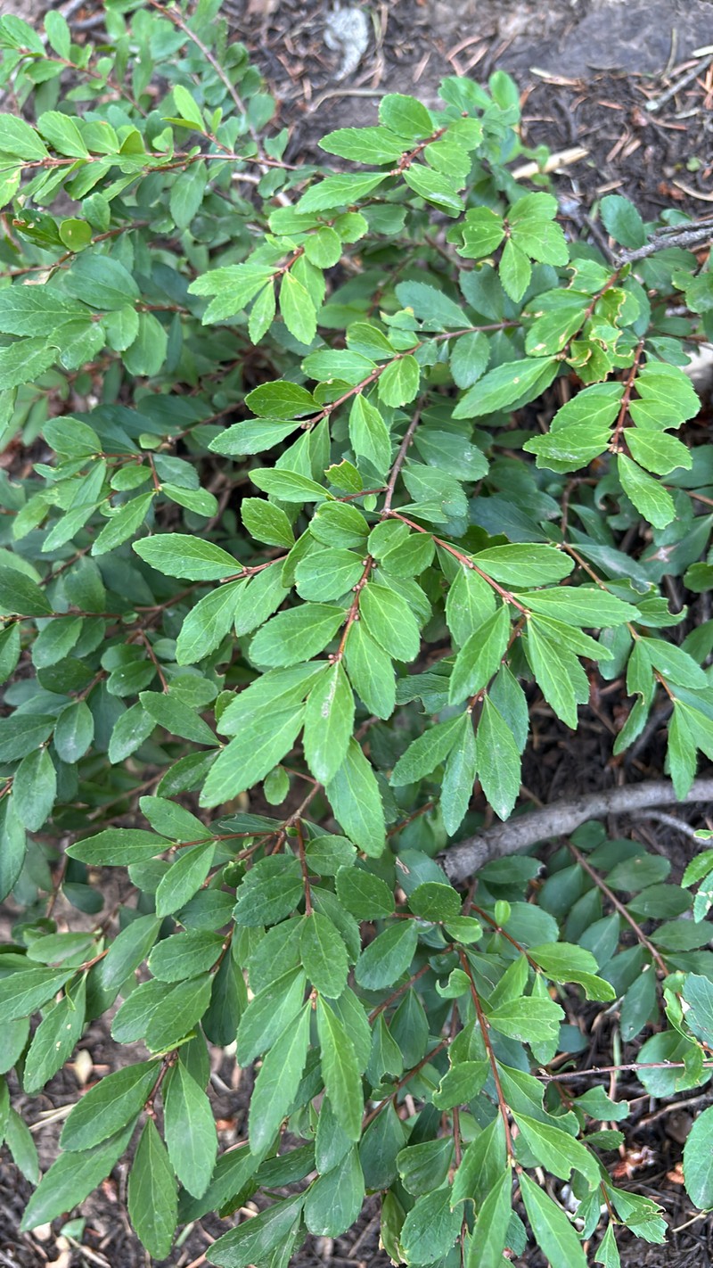 Paxistima myrsinites subsp. myrsinites photo 6